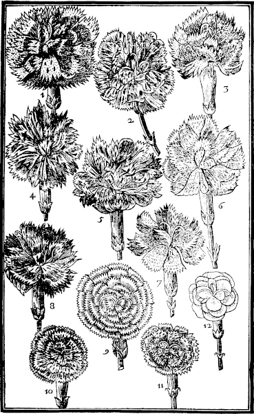 Page 313: Carnations and Gilloflowers.