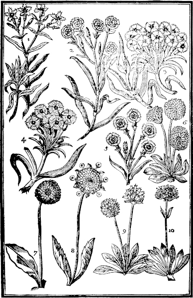 Page 321: Sweet Iohns; Sweet Williams; Daisies.