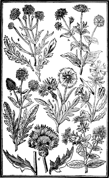 Page 325:  Scabious; Corn-flowers; Brave Sultans Flower; Spanish Saffron.