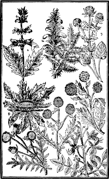 Page 331:  Beares Breech; Sea Holly; Thistles; Friers crowne; Bastard Dittanie.