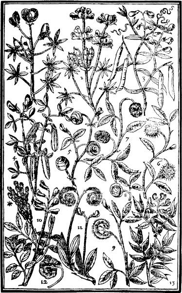 Page 337:  Lupines; Pease; Snailes; Halfe Moons; Sattin flower; Caterpillars.