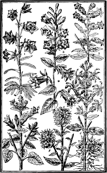 Page 355: Bell-flower; Canterbury ad Couentry Bels; Throatewort; Cardinals flower.