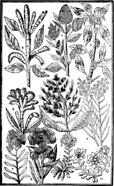 Page 373: Flower gentle; Golden Cassidonie; Candy Goldilockes; Liuelong; Cats foote; Cotton Rose.