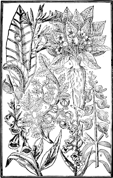 Page 381: Indian Reed; Mandrake; Apples of loue; Foxegloues.