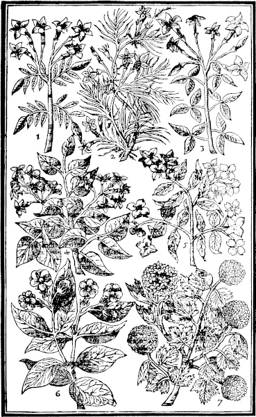 Page 409: Iasmines; Pipe trees; Gelder Rose.