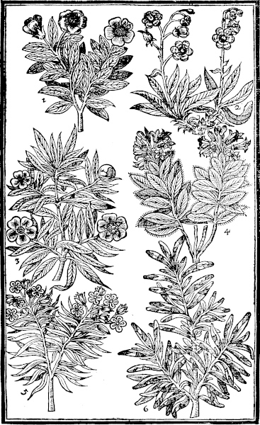 Page 423: Holly Roses; Mary Rose; Gilded Rosemary.