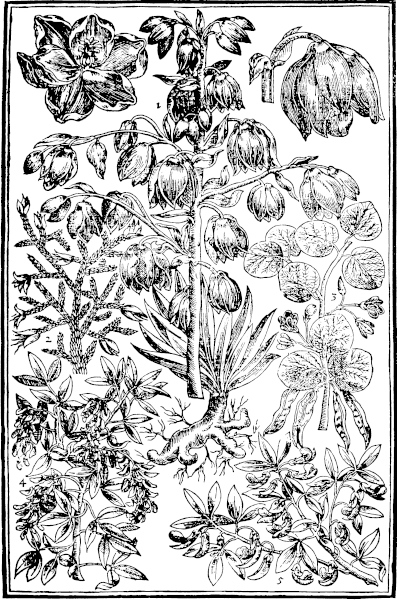 Page 435: Indian Iucca; Tree of life; Iudas tree; Trefoiles.