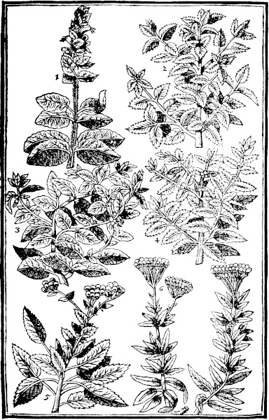 Page 481: Garden Clary; Nep; Baulme; Mintes; Costmary; Maudeline.