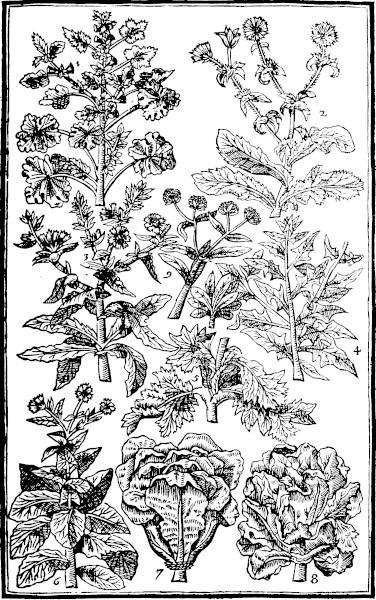 Page 497: French Mallowes; Endiue; Succory; Spinach; Lettice; Corne Sallet.