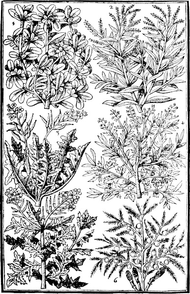 Page 501: Purslane; Tarragon; Garden Rocket; Garden Cresses; Mustard; Asparagus.