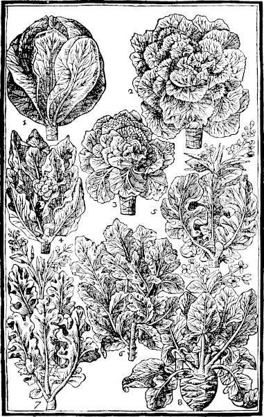 Page 505: Cabbage; Colewort; Cole flower; Cole rape.