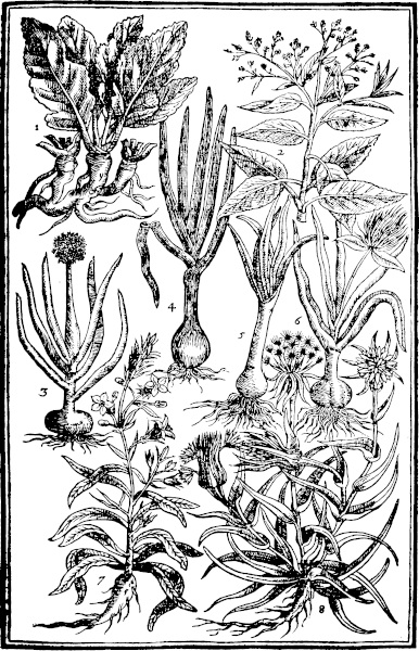 Page 511: Horse Raddish; Dittander; Onions; Leekes; Garlicke; Rampions; Goates beard.