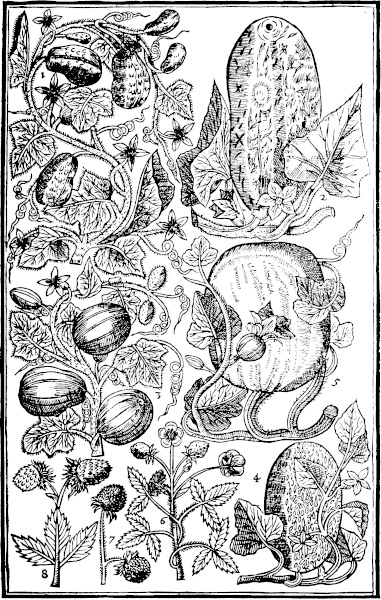 Page 527: Cowcumbers; Melons; Pompion; Strawberries.