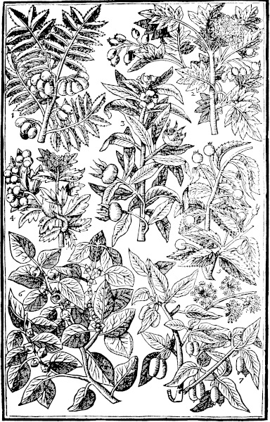 Page 569: Seruice tree; Medlar; Nettle tree; Pishamin; Cornell Cherry.