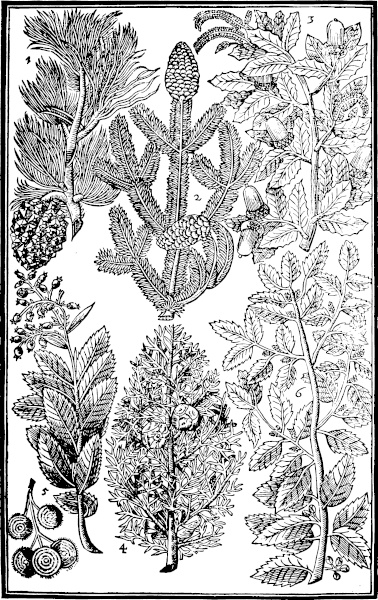 Page 601 Trees: Pine; Firre; Euer green Oake; Cipresse; Strawberry; Euer grenne Priuet.