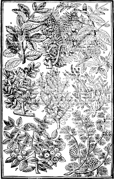 Page 605 Trees: Clusius his Celastrus; Corall; Yewe; Boxes; Sauine; Christs thorne; Larch.