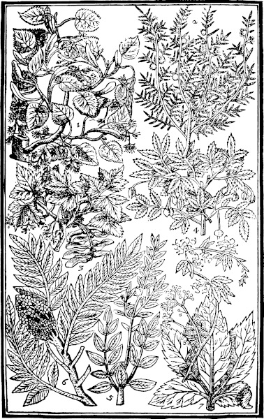 Page 609 Trees: Line; Tamariske; Sycomore; Bladder nut; Mirtle leafed Sumach; Bucks horne; Virginia Vine.