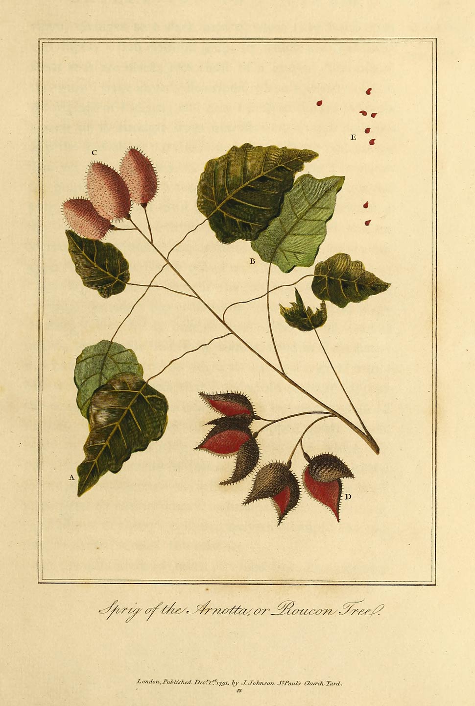 Sprig of the Arnotta, or Roucou Tree.