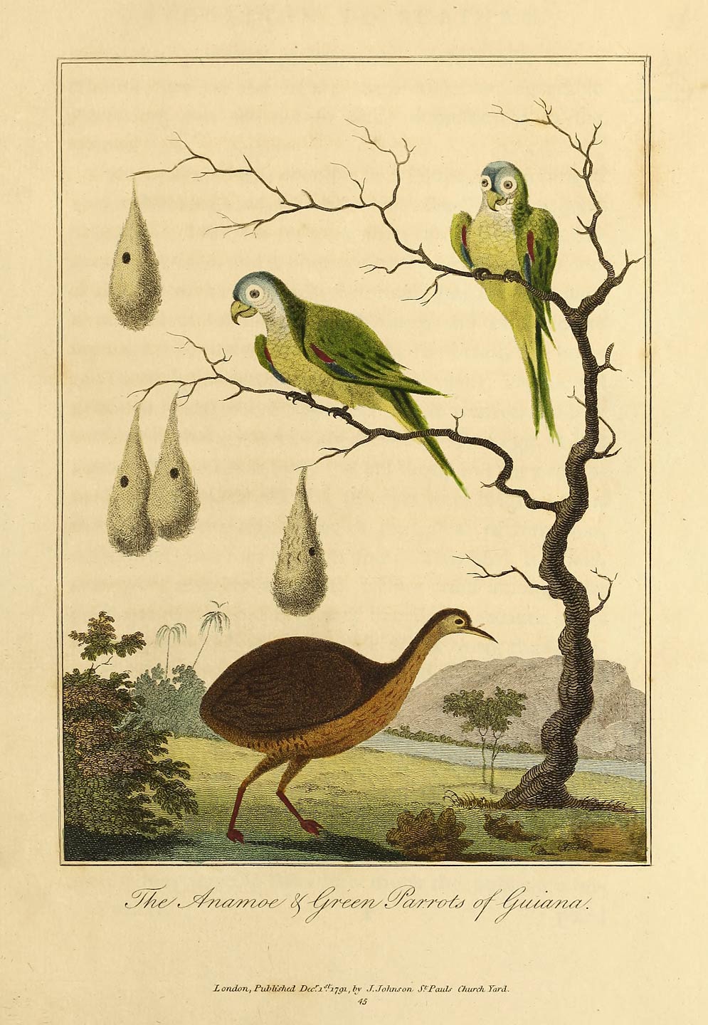 The Anamoe & Green Parrots of Guiana.