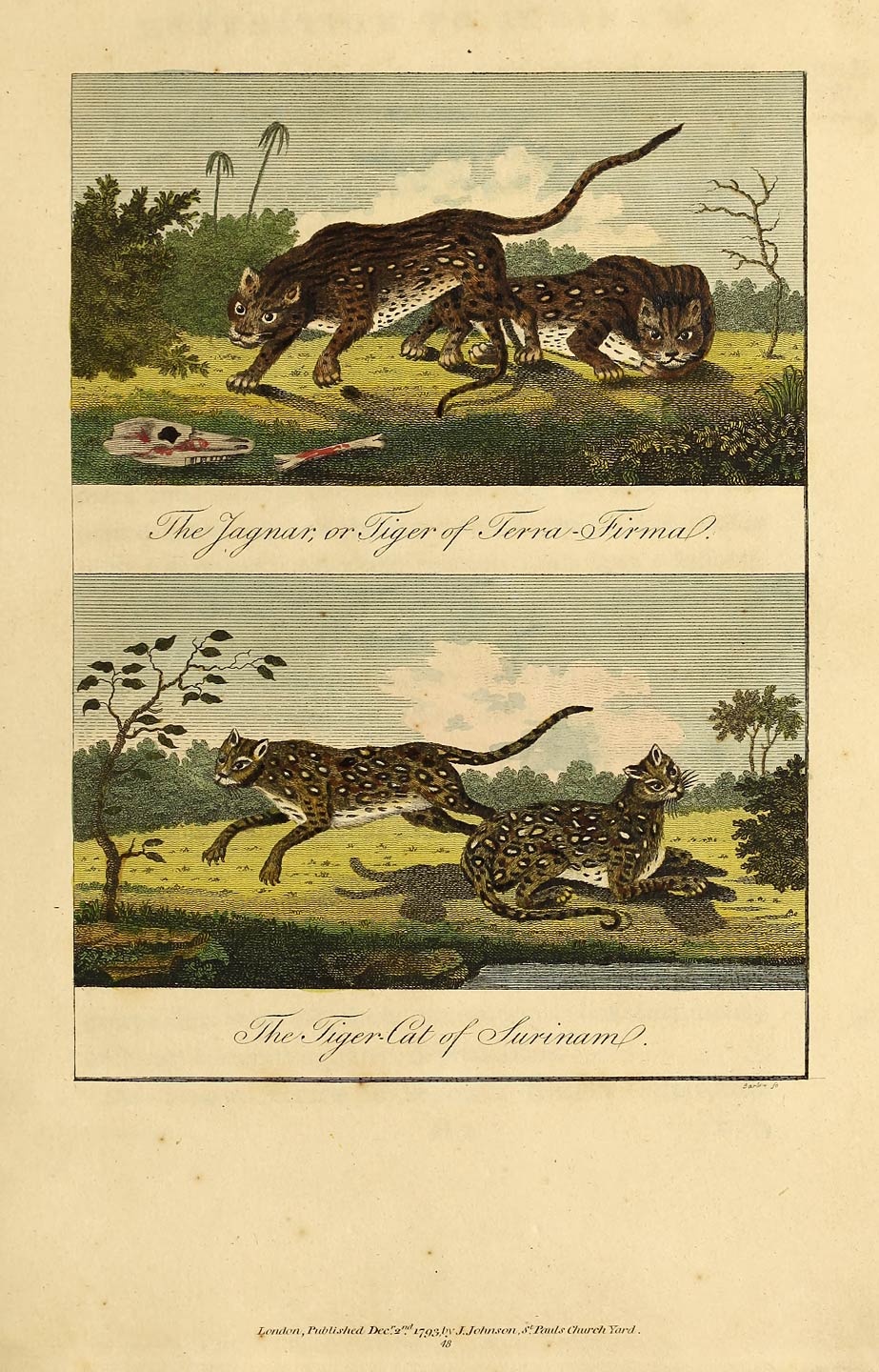 The Jaguar, or Tiger of Terra-Firma.