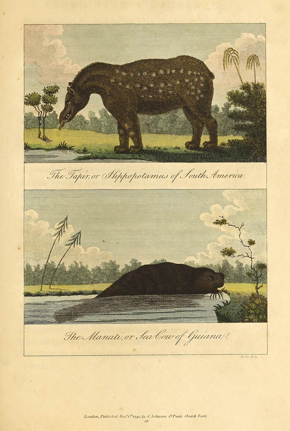 The Tapir, or Hippopotamus of South America.