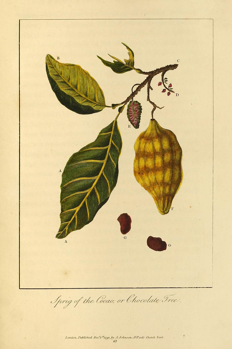 Sprig of the Cocao, or Chocolate Tree.