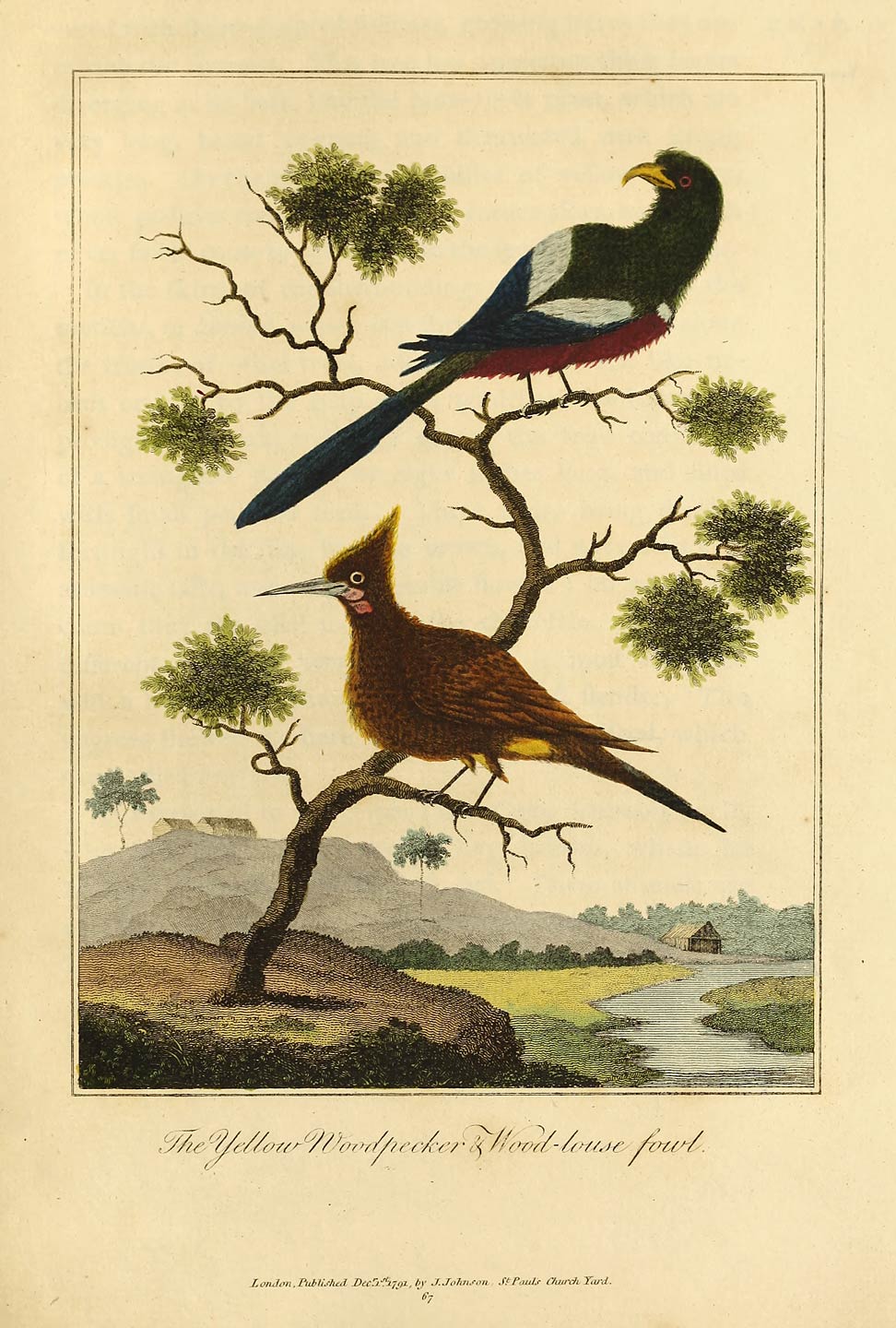 The Yellow Woodpecker & Wood-louse fowl.