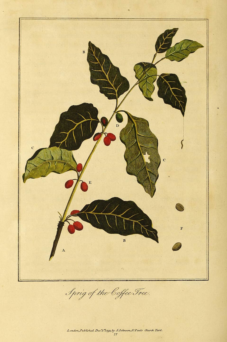 Sprig of the Coffee Tree.