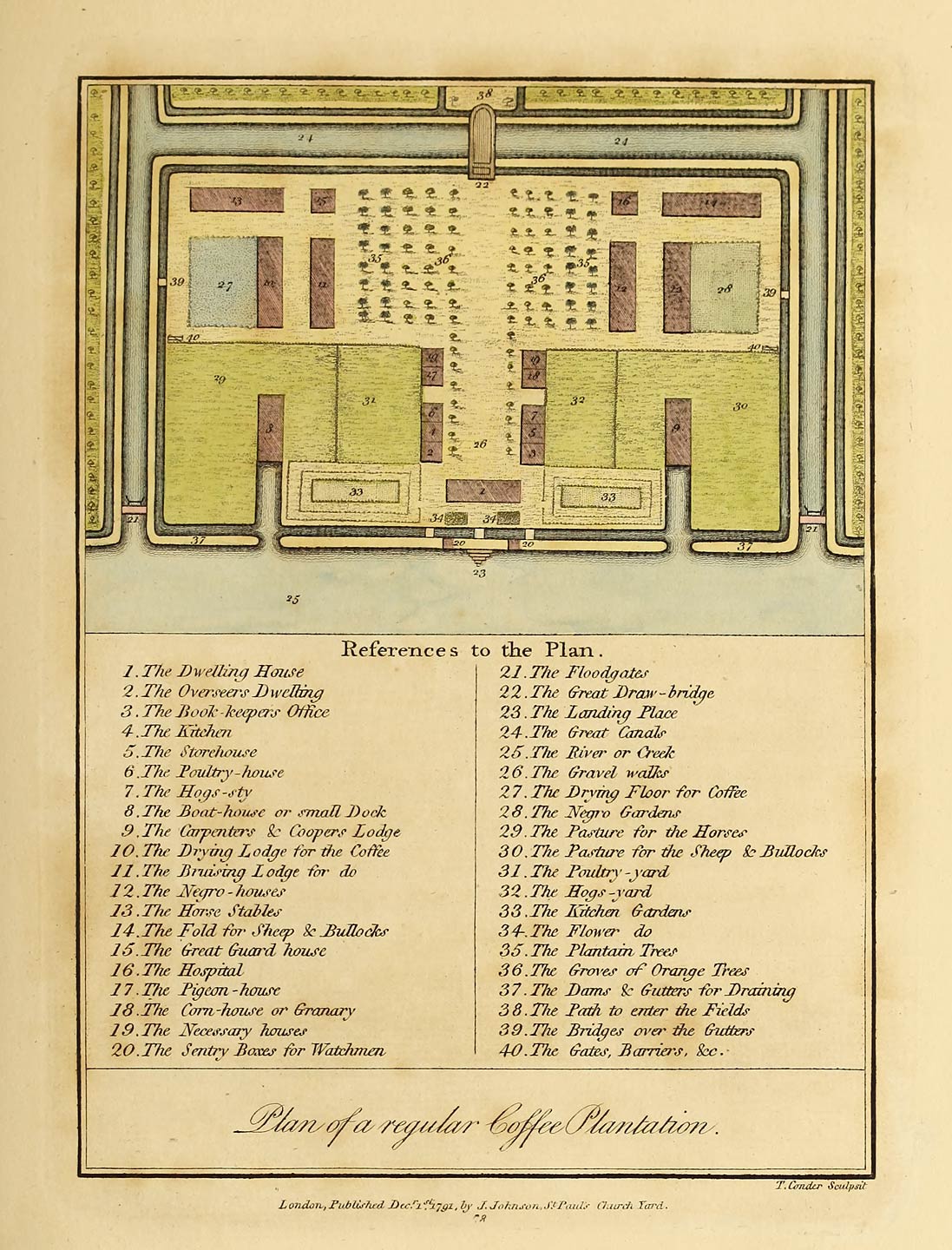 Plan of a regular Coffee Plantation.