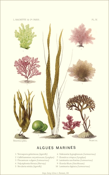 Plantes vivant aquarium lot de 80 plantes en 9 variétés à racines et tiges  3 clado en +