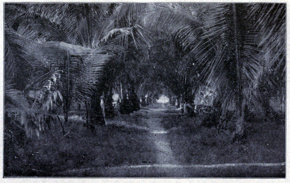 AVENUE OF PURRANUIA, PAPEETE