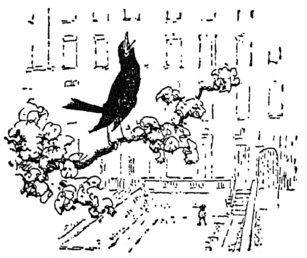 [Blackbird carolling on branch]