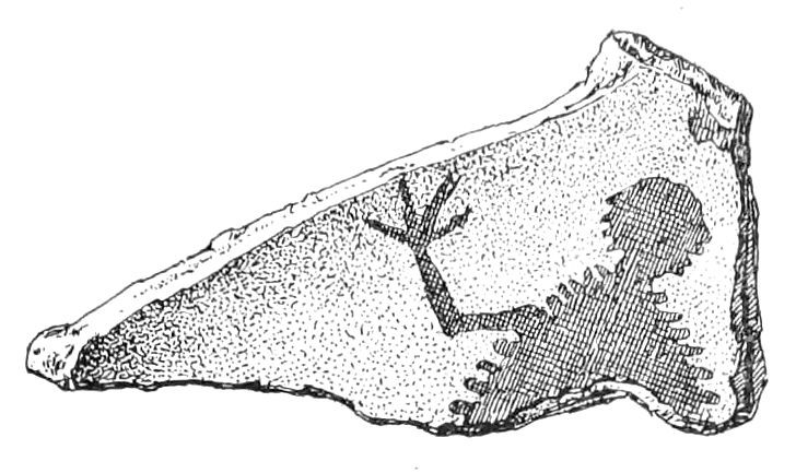Fig. 6. Fragment of pottery