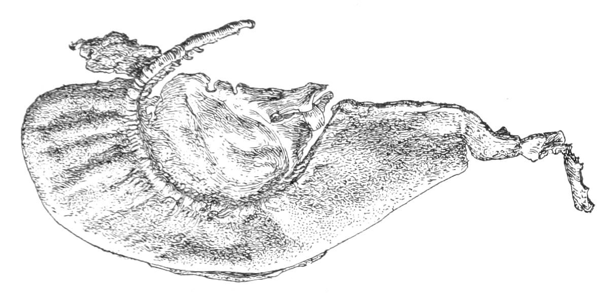 Fig. 37. Portion of leather moccasin