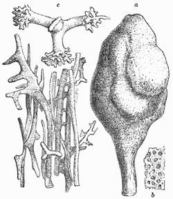 Fig. 55.