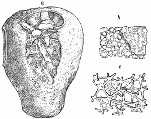 Fig. 84.