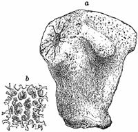 Fig. 91.