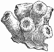 Fig. 92.