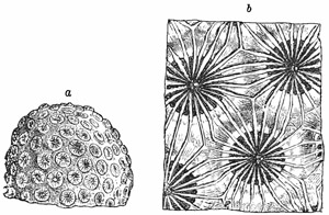 Fig. 150.