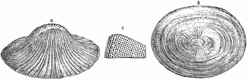Fig. 159.