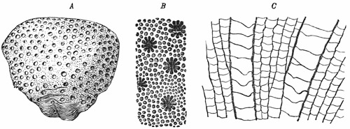 Fig. 187.