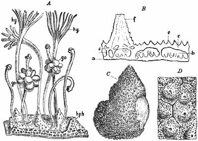 Fig. 205.