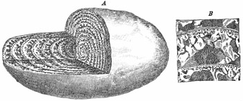 Fig. 206.