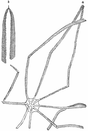 Fig. 224.