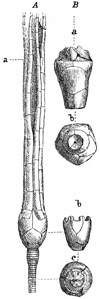 Fig. 249.