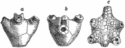 Fig. 257.