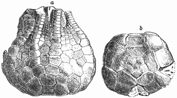 Fig. 295.