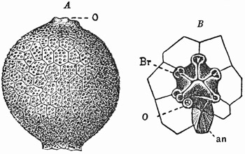 Fig. 329.