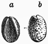 Fig. 355.