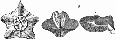 Fig. 370.